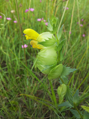 Rhinanthus minor