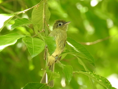 Rhynchocyclus brevirostris