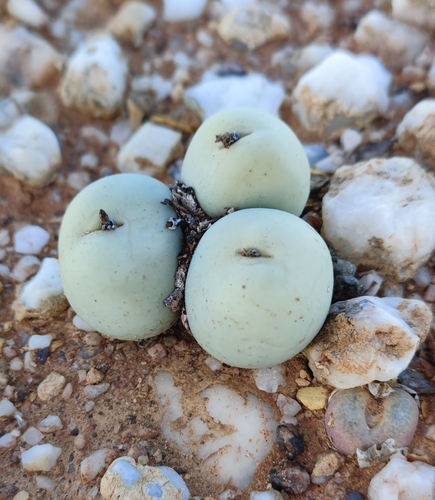 Image of Conophytum calculus by (c) Andreas Schneider, some rights reserved (CC BY)