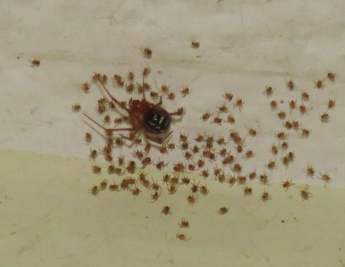 Red House Spider