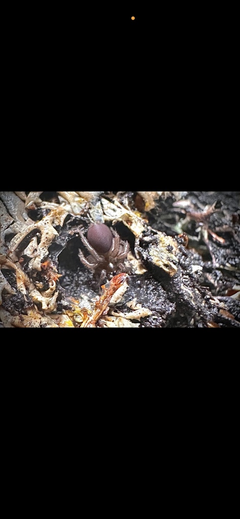 Spruce-fir moss spider