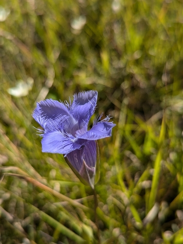 Image of Gentianopsis virgata by (c) Skyler Principe, some rights reserved (CC BY)