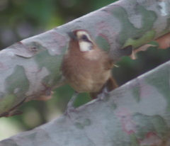Pterorhinus sannio