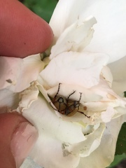 Macrodactylus subspinosus