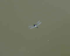 Pseudothemis zonata