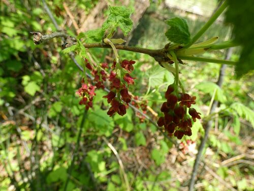 Ribes latifolium iNat (2)