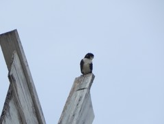 Microhierax fringillarius