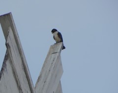 Microhierax fringillarius