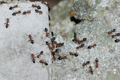 Crematogaster schmidti