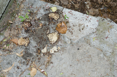 Crematogaster schmidti