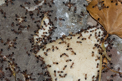 Crematogaster schmidti