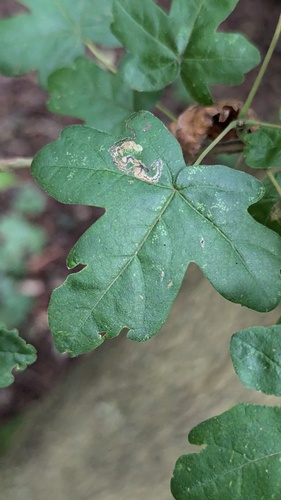 Scarce Maple Pigmy, Noordwijkerhout, Nederland, photo 7 of 10