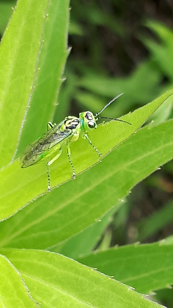 Narrow-striped Rhogogaster