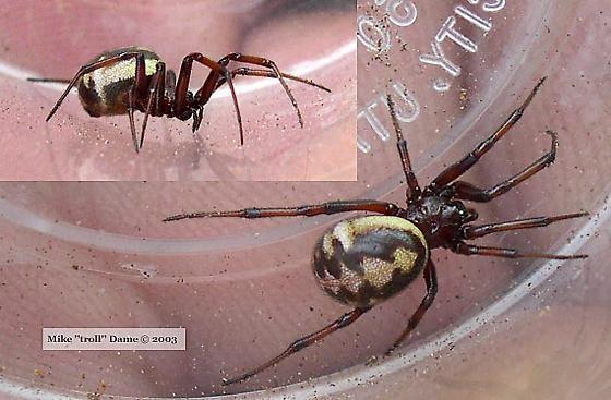 Asagena pulchra