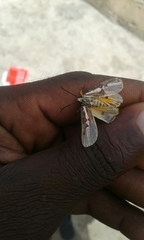 Lepidoptera