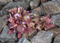 Claytonia saxosa