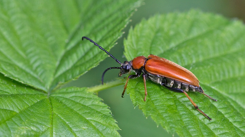 Red Pine Longhorn Beetle, Nationaal Park De Loonse En Drunense Duinen, NL-NB-TI, NL-NB, NL, photo 4 of 10