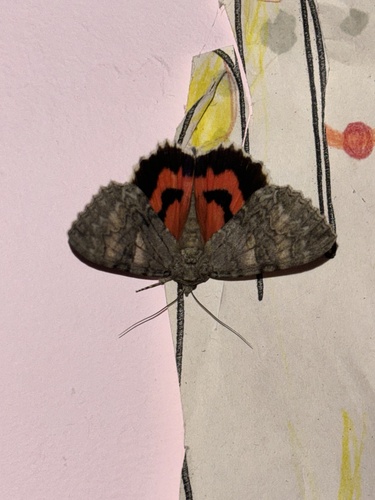 Red underwing