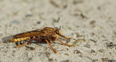 Asilus crabroniformis