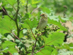 Fire-Fronted Bishop photo 2