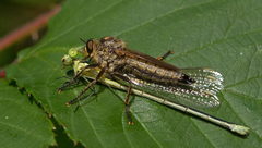Eutolmus rufibarbis