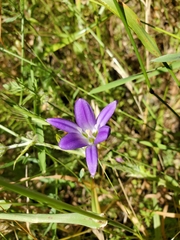 Brodiaea elegans