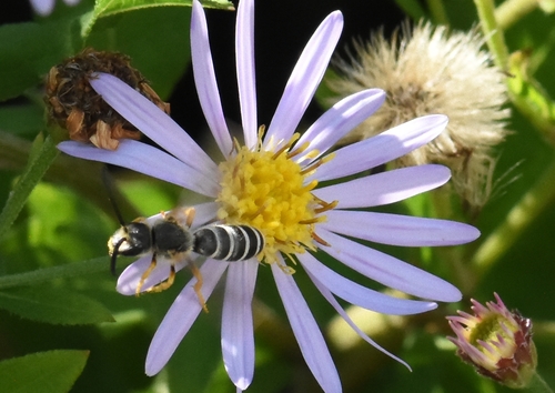 Great Banded Furrow Bee, Groesbeek, Nederland, photo 9 of 10