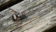 Myennis octopunctata