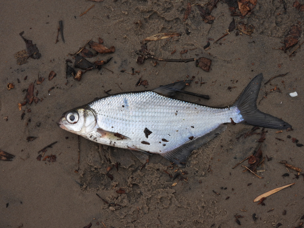 Zope (Ballerus ballerus) — Cyprinidae