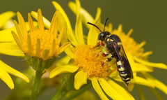 Nomada rufipes