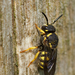 Yellow-spotted Dark Bee - Photo (c) Paul Cools, some rights reserved (CC BY-NC), uploaded by Paul Cools