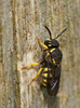Yellow-spotted Dark Bee - Photo (c) Paul Cools, some rights reserved (CC BY-NC), uploaded by Paul Cools