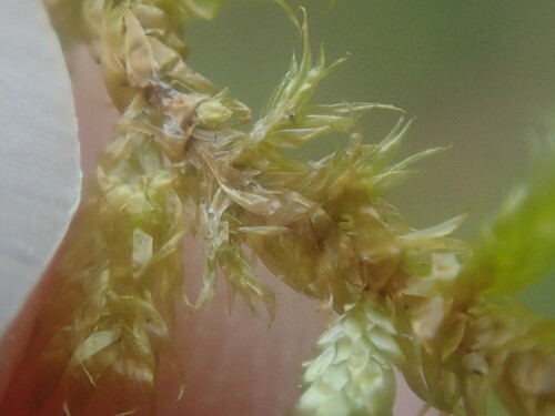 Image of Calliergonella lindbergii by no rights reserved