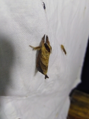 Clostera anastomosis