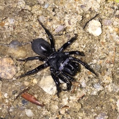 Sphodros niger
