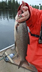Coregonus clupeaformis