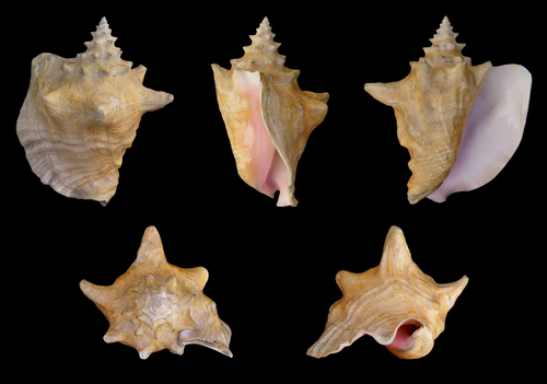 Queen Conch