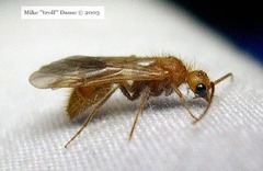 Sphaeropthalma unicolor