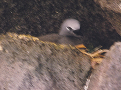 Anous stolidus galapagensis