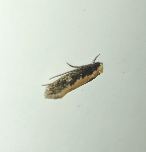 moľa žilkatá (Monopis crocicapitella)