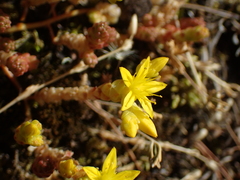 Sedum acre