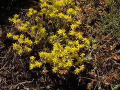 Sedum acre