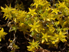 Sedum acre