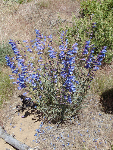 Royal Penstemon