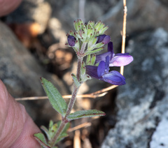 Collinsia greenei