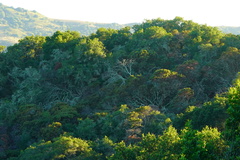 Arctostaphylos pallida