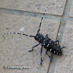 Anoplophora chinensis