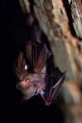 Little White-Shouldered Bat photo 2