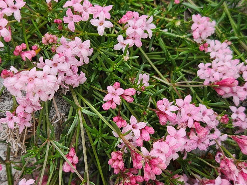 Cynanchica biebersteinii