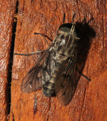 Tabanus equalis